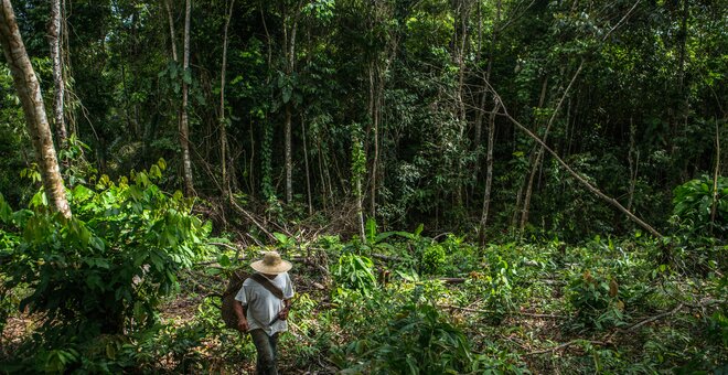 October 28, 2015. Alonso Onogama a farmer from the indigenous ethnic group Embera Chamí at one of the Chacras or farming fields where a variety crop including cassava are farmed. The indigenous Community of has been working with the Red Caquetá Paz and NGO that helps relocated families from the armed conflict and educates in best practices for farming Cassava and other crops in San Jose Canelos, Caquetá, Colombia. Photo Credit: Juan Arredondo/Reportage by Getty Images for The Global Crop Diversity Trust.