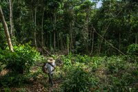 October 28, 2015. Alonso Onogama a farmer from the indigenous ethnic group Embera Chamí at one of the Chacras or farming fields where a variety crop including cassava are farmed. The indigenous Community of has been working with the Red Caquetá Paz and NGO that helps relocated families from the armed conflict and educates in best practices for farming Cassava and other crops in San Jose Canelos, Caquetá, Colombia. Photo Credit: Juan Arredondo/Reportage by Getty Images for The Global Crop Diversity Trust.