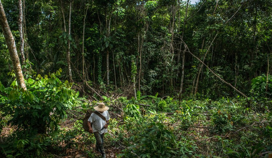October 28, 2015. Alonso Onogama a farmer from the indigenous ethnic group Embera Chamí at one of the Chacras or farming fields where a variety crop including cassava are farmed. The indigenous Community of has been working with the Red Caquetá Paz and NGO that helps relocated families from the armed conflict and educates in best practices for farming Cassava and other crops in San Jose Canelos, Caquetá, Colombia. Photo Credit: Juan Arredondo/Reportage by Getty Images for The Global Crop Diversity Trust.