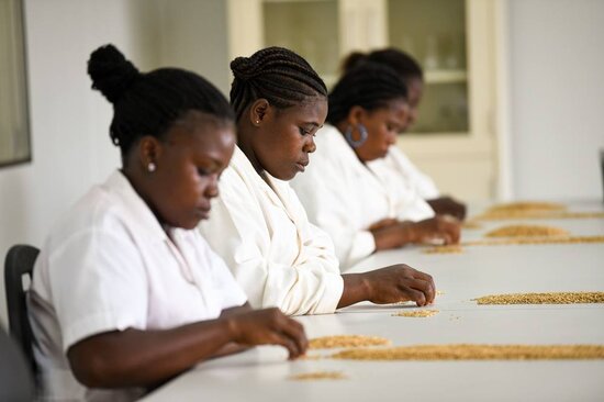 Genebank staff sort and select freshly harvested rice seed for conservation in the AfricaRice genebank