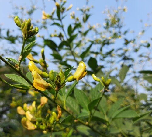 Pigeon Pea