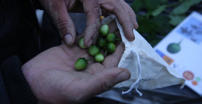 Crop Trust Executive Director Stefan Schmitz at GLF Climate: We Depend on Seeds for Survival
