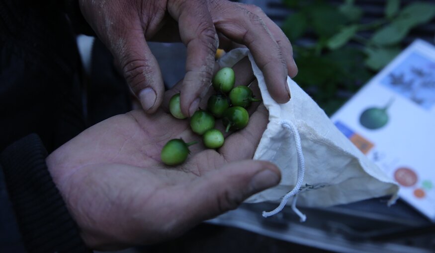 Crop Trust Executive Director Stefan Schmitz at GLF Climate: We Depend on Seeds for Survival