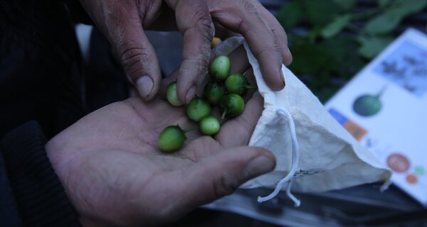 Crop Trust Executive Director Stefan Schmitz at GLF Climate: We Depend on Seeds for Survival