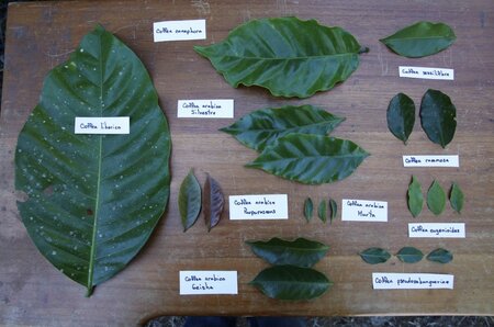 Brewing a Future: Crop Trust and Germany Safeguard Costa Rica's Coffee Heritage