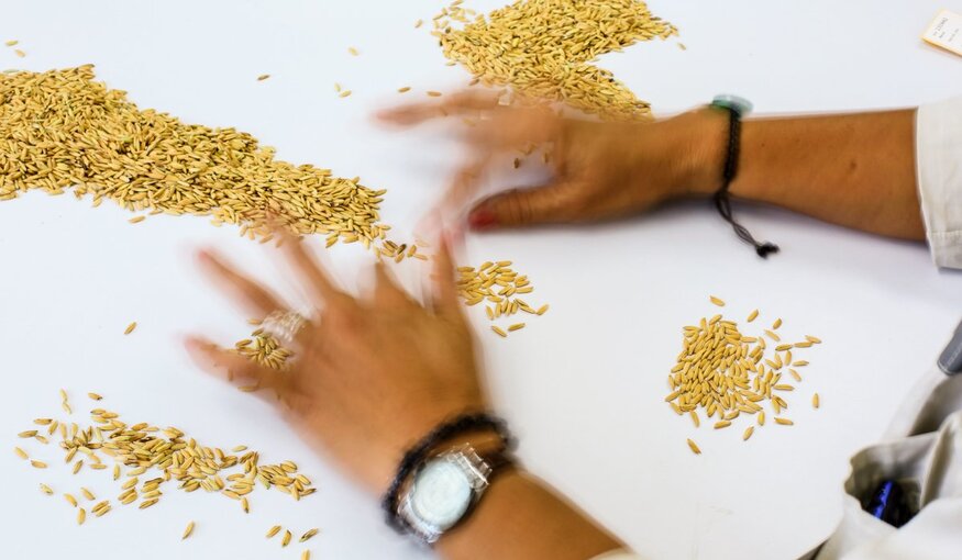 Sorting seeds by hand.