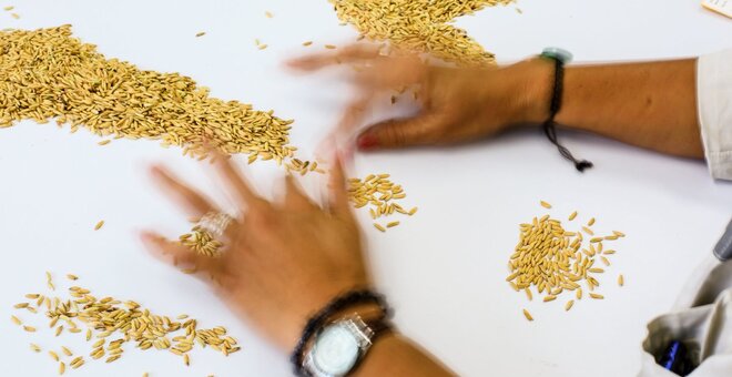 Sorting seeds by hand.