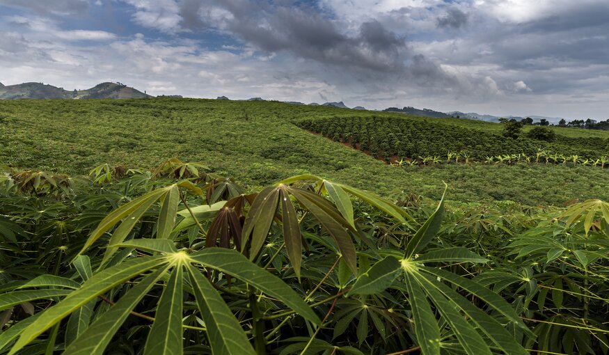 A miniature forest of cassava carpets a hill in Sơn La Province, Vietnam, broken only by a small patch of tea. In Southeast Asia, cassava is grown by 8 million farmers for local consumption and, increasingly, export. 7.8 million metric tons of dried cassava circulate on the global market every year, and 7.7 million of these are grown in Southeast Asia. Vietnam is the second major exporter after nearby Thailand.