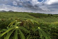 A miniature forest of cassava carpets a hill in Sơn La Province, Vietnam, broken only by a small patch of tea. In Southeast Asia, cassava is grown by 8 million farmers for local consumption and, increasingly, export. 7.8 million metric tons of dried cassava circulate on the global market every year, and 7.7 million of these are grown in Southeast Asia. Vietnam is the second major exporter after nearby Thailand.