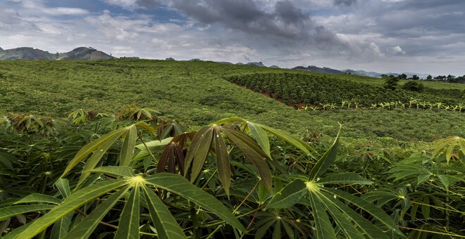 A miniature forest of cassava carpets a hill in Sơn La Province, Vietnam, broken only by a small patch of tea. In Southeast Asia, cassava is grown by 8 million farmers for local consumption and, increasingly, export. 7.8 million metric tons of dried cassava circulate on the global market every year, and 7.7 million of these are grown in Southeast Asia. Vietnam is the second major exporter after nearby Thailand.