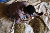 Woman sorting beans in Rwanda