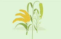 Millets