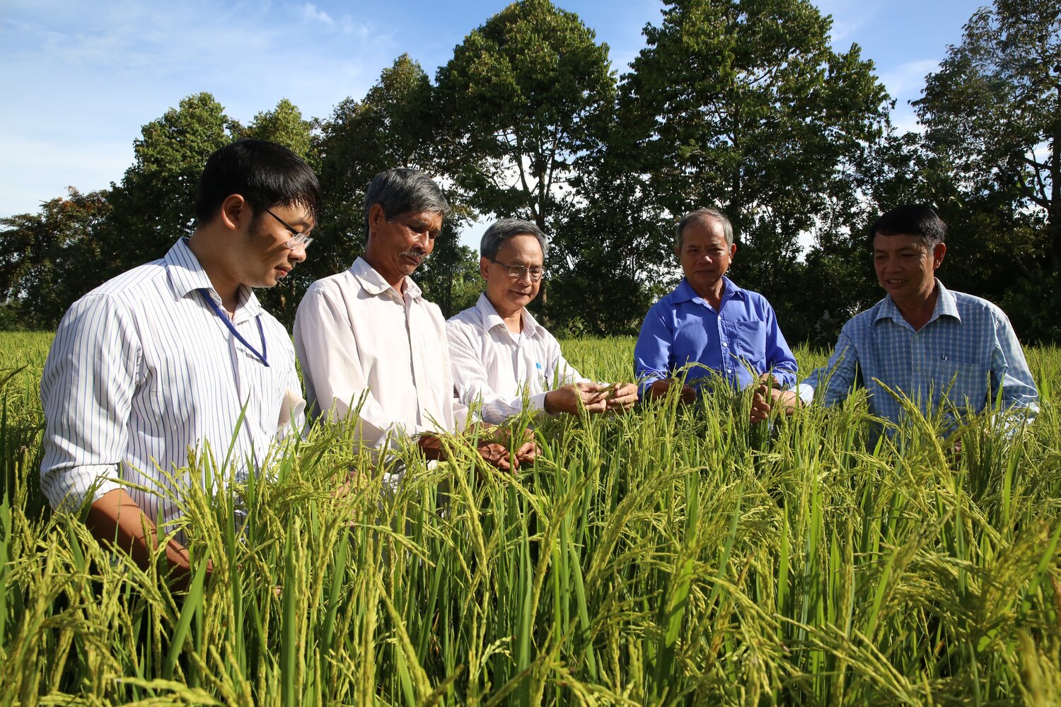 Farmers from the Long Binh Seed Club discuss their on-farm CWR introgressed rice trials with Professor Huynh Quang Tin (center), from the Mekong Delta Development Research Institute, and leader of the Crop Wild Relatives Project’s participatory plant breeding (PPB) initiative in Vietnam. Photo: L.M. Salazar
