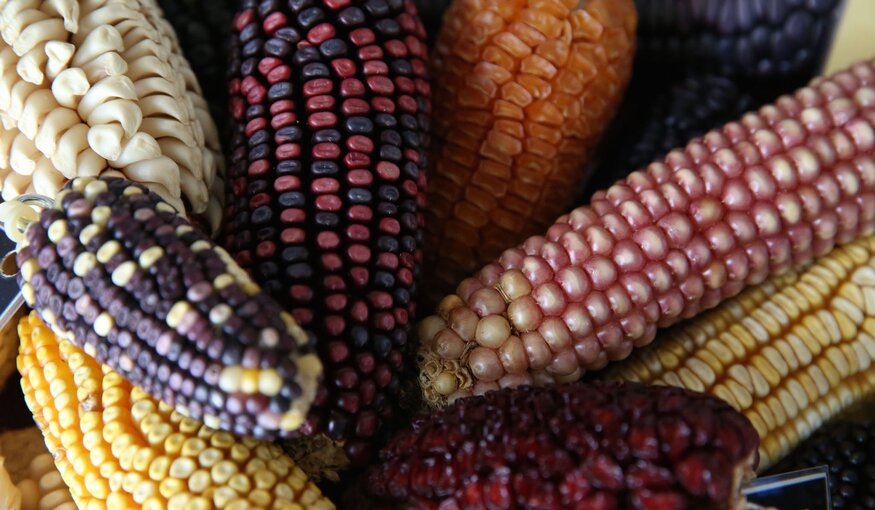 Maize | Accessions in the Seed Vault: 25,546 | Accessions in genebanks globally: 108,104 (Photo by Luis Salazar/Crop Trust)