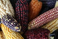 Maize diversity. (Photo: Luis Salazar/Crop Trust)