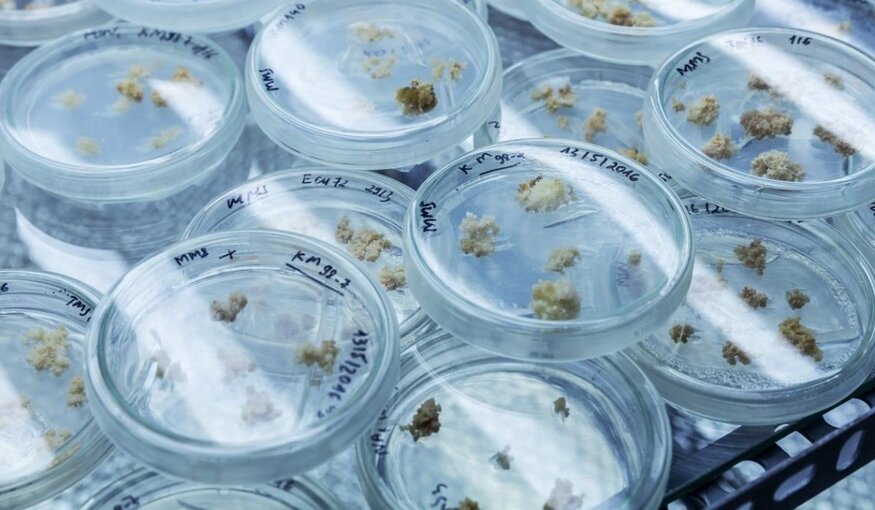 Healthy Agriculture Starts with Healthy Seeds