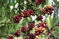 Coffee beans on tree