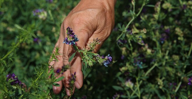 see here : https://www.croptrust.org/