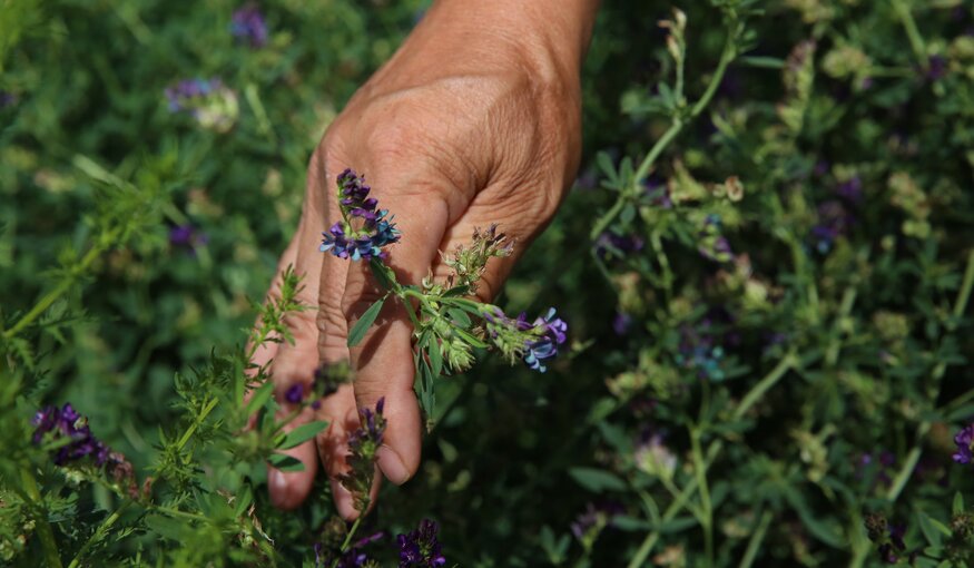 see here : https://www.croptrust.org/