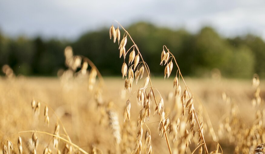 The Global Food Security Summit