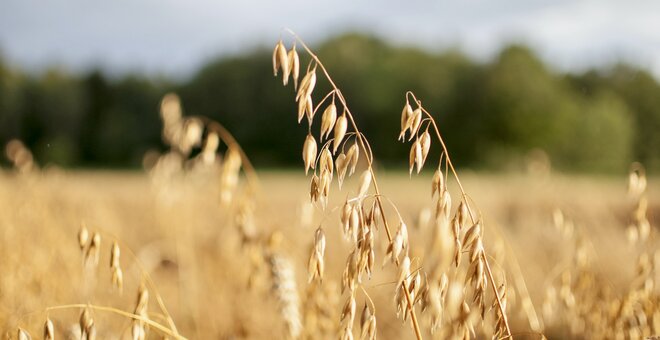 The Global Food Security Summit