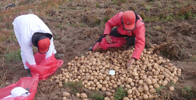 CIP technicians harvest Matilde tubers in field trials. Photo: CIP
