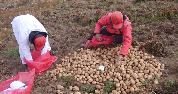 CIP technicians harvest Matilde tubers in field trials. Photo: CIP