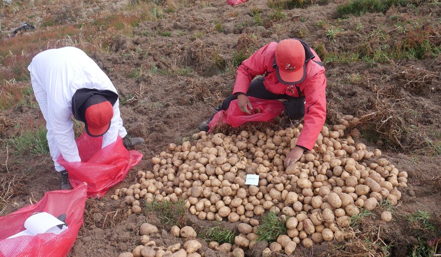 CIP technicians harvest Matilde tubers in field trials. Photo: CIP