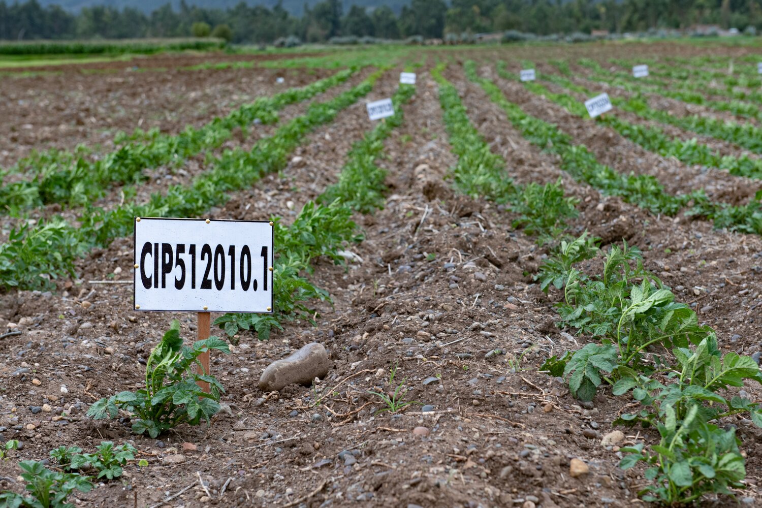 Field trials of two crop wild relative-derived clones in farmers' fields near Huancayo, Peru. Photo: Crop Trust/Michael Major. 