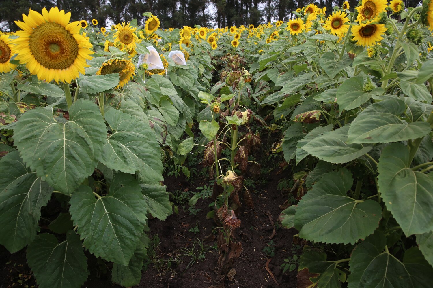 In the middle of this image, you can clearly see the damage of Verticillium wilt. The plants on either side are, to varying degrees, expressing resistance to this soil-borne fungal disease. At INTA’s Balcarce Experimental Station (450 km southeast of Buenos Aires), an extensive Crop Wild Relatives pre-breeding trial is in its second phase and is identifying lines with reduced susceptibility. Verticillium wilt has historically been a major disease of sunflower in Argentina and the USA. However, disease incidence in France, Italy, Spain, and other countries has dramatically increased recently and is becoming a major constraint to sunflower oil production.