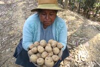 Farmer Mariluz Cardena with a new CIP Matilde potato variety. Photo: J. Huanai/Gruppo Yanapai