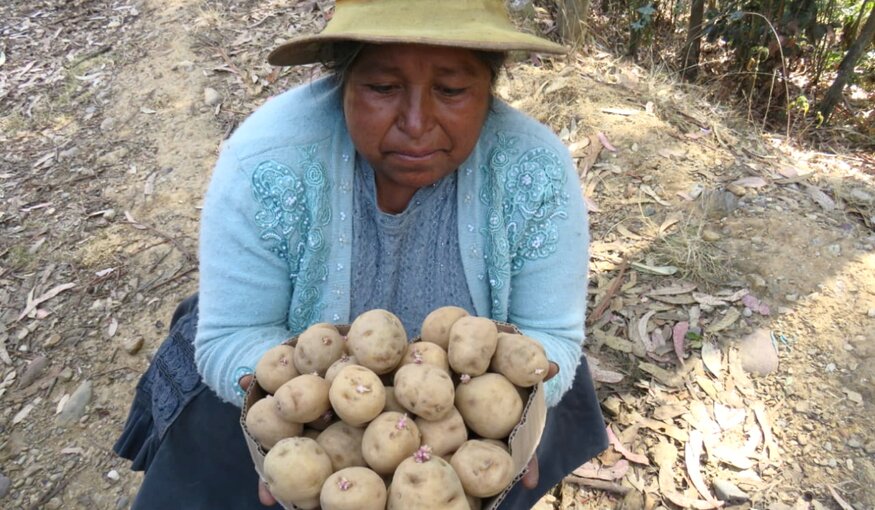 Farmer Mariluz Cardena with a new CIP Matilde potato variety. Photo: J. Huanai/Gruppo Yanapai