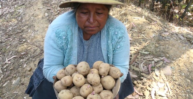 Farmer Mariluz Cardena with a new CIP Matilde potato variety. Photo: J. Huanai/Gruppo Yanapai