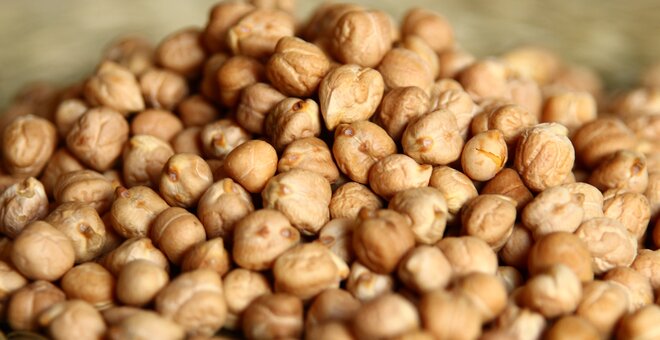 A cool-season crop, chickpea is one of the most nutritionally-packed of all the grain legumes. Chickpea seeds contain on average 23% more protein than other legumes, with no anti-nutritional or toxic factors. With the new deposit, ICARDA has deposited over 6,500 types of chickpea to date.