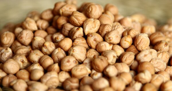 A cool-season crop, chickpea is one of the most nutritionally-packed of all the grain legumes. Chickpea seeds contain on average 23% more protein than other legumes, with no anti-nutritional or toxic factors. With the new deposit, ICARDA has deposited over 6,500 types of chickpea to date.