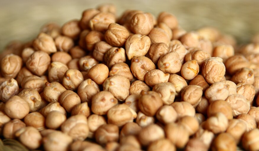 A cool-season crop, chickpea is one of the most nutritionally-packed of all the grain legumes. Chickpea seeds contain on average 23% more protein than other legumes, with no anti-nutritional or toxic factors. With the new deposit, ICARDA has deposited over 6,500 types of chickpea to date.