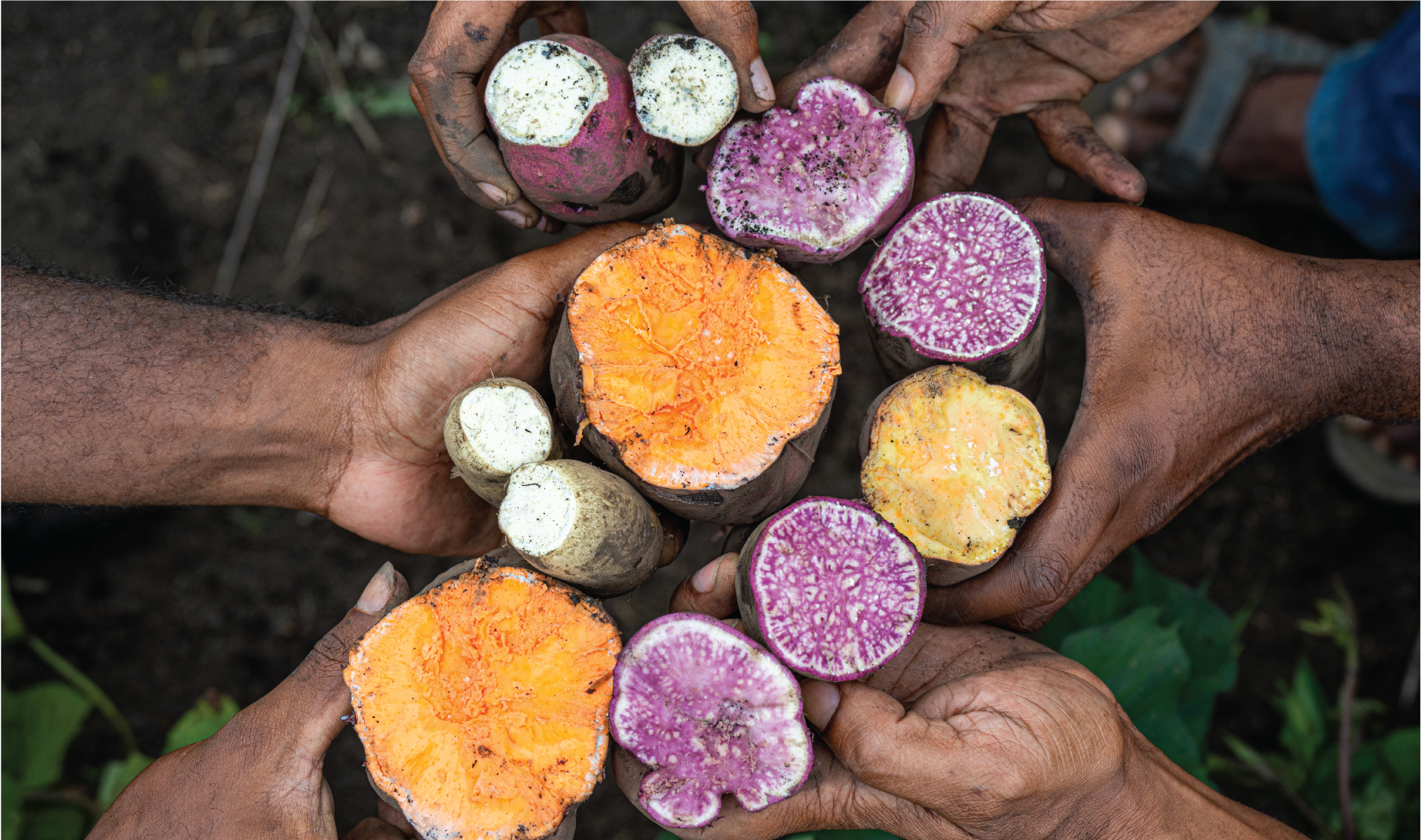 20 Years of the Crop Trust