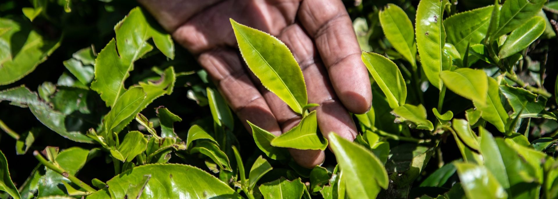 Hand holding fresh tea leaves