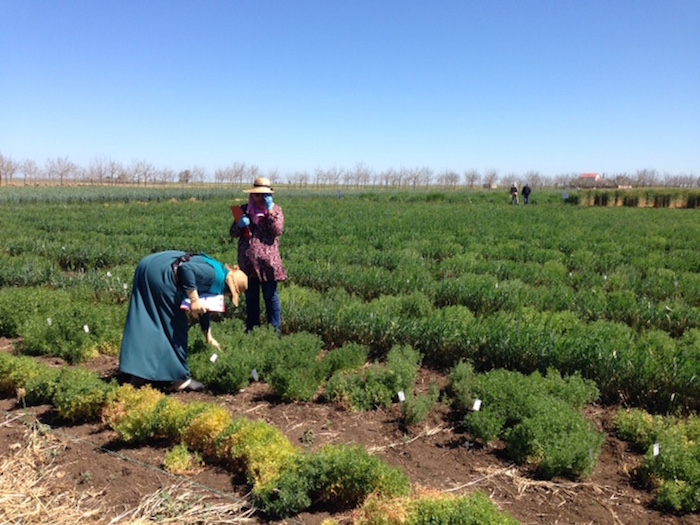 Moroccan lentil fields.