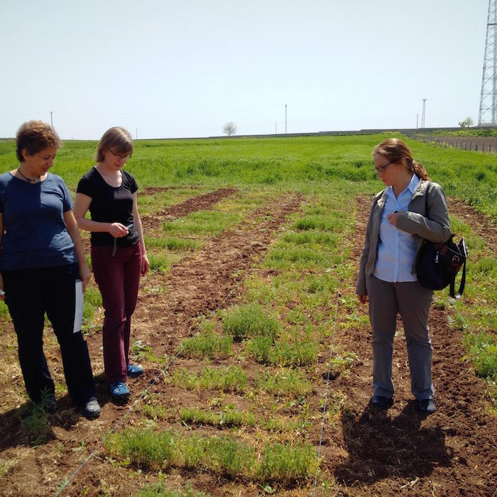 Inspection of a lentil field.
