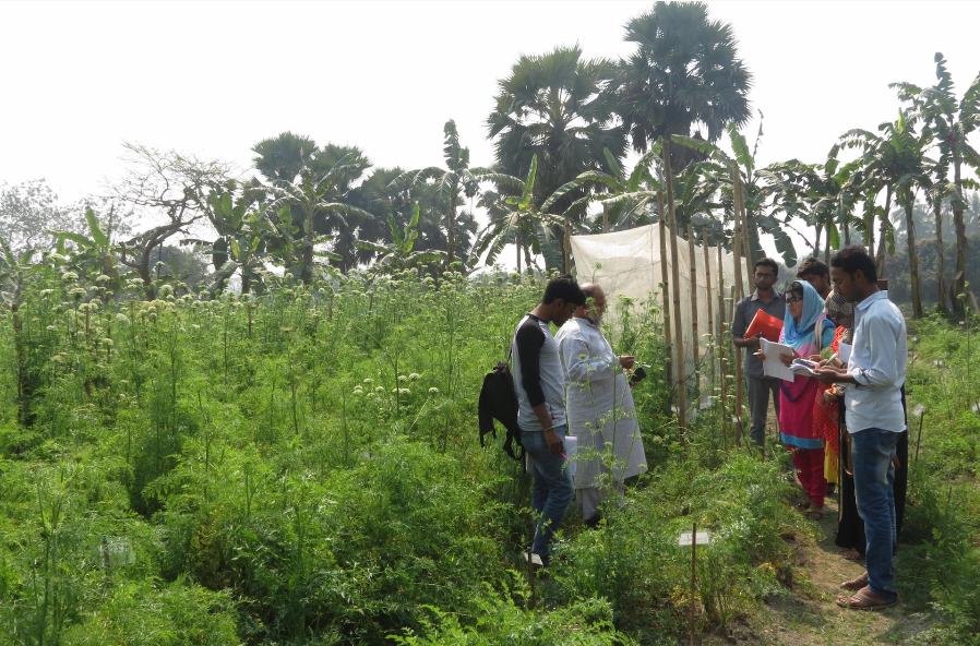 Professor Rahim and students in a field of wild carrots in Bangladesh.