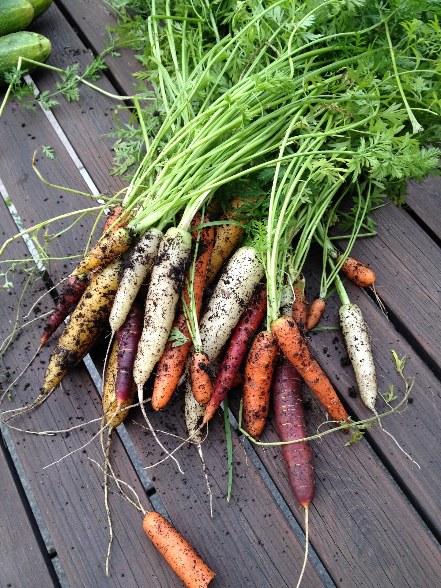 Colorful carrots recently pulled from the ground.