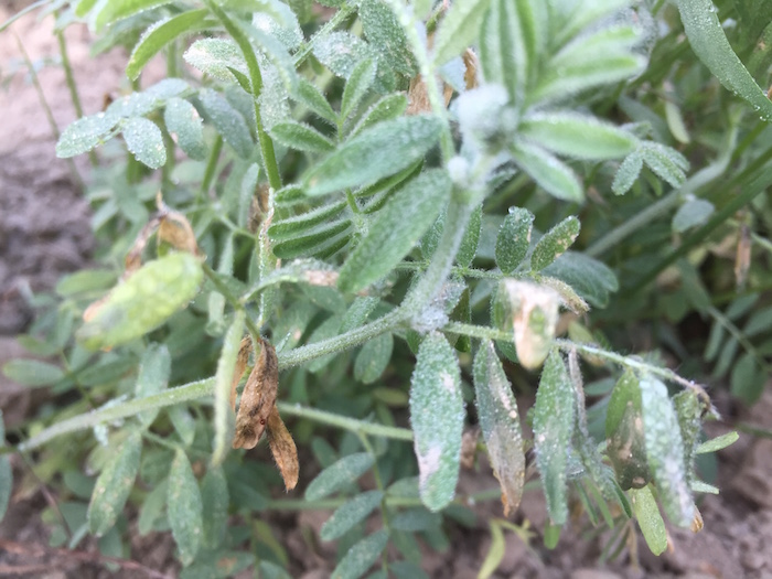 Lentil plant with fungal disease. 