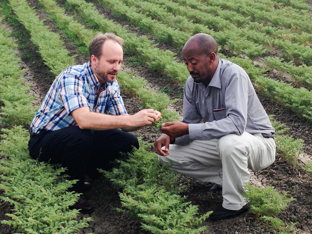 Two men on chickpea field