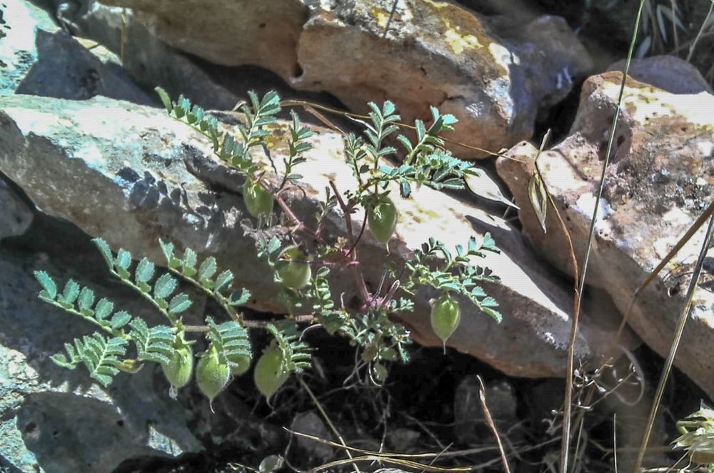 Fern growing between rocks