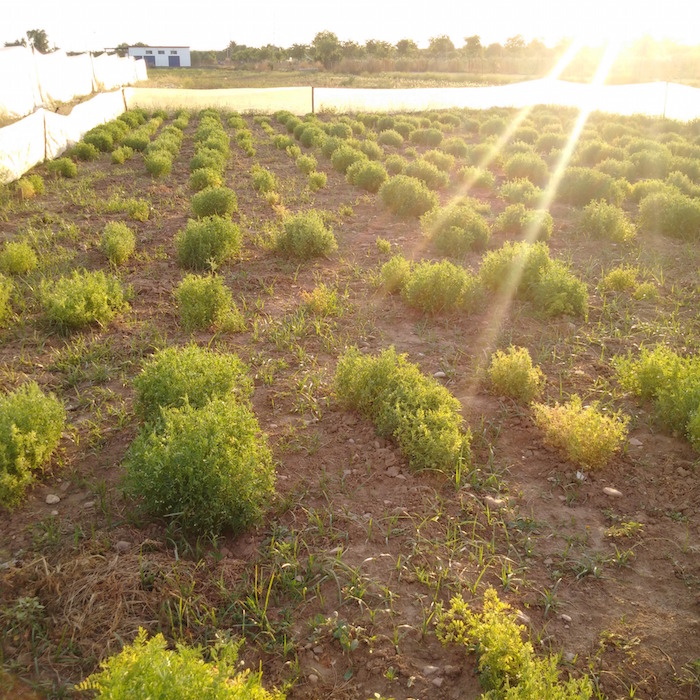 A wild lentil field.