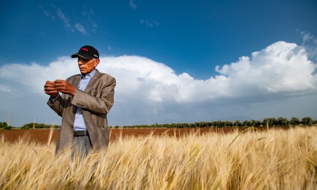 Man in Barley field. 