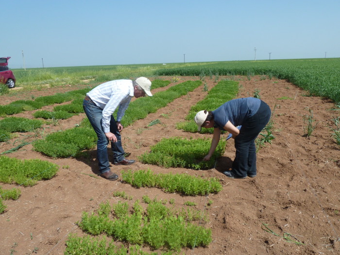 Lentil evaluation.