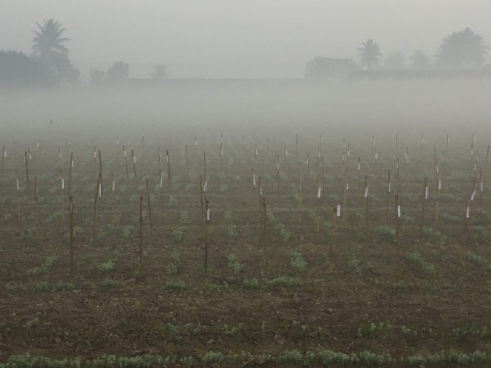 Field testing of wild lentil crosses.