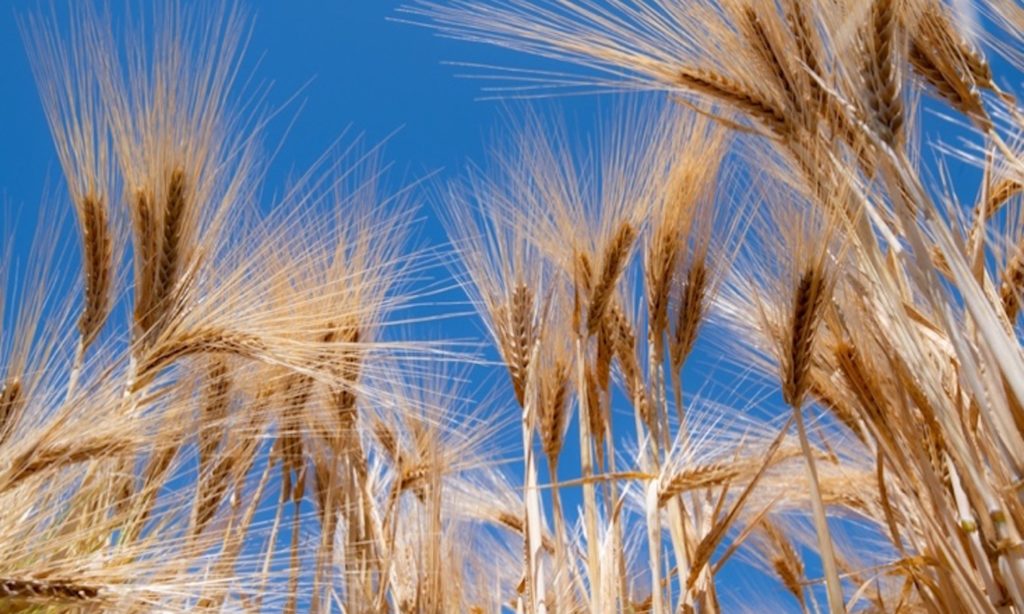Barley in field. 